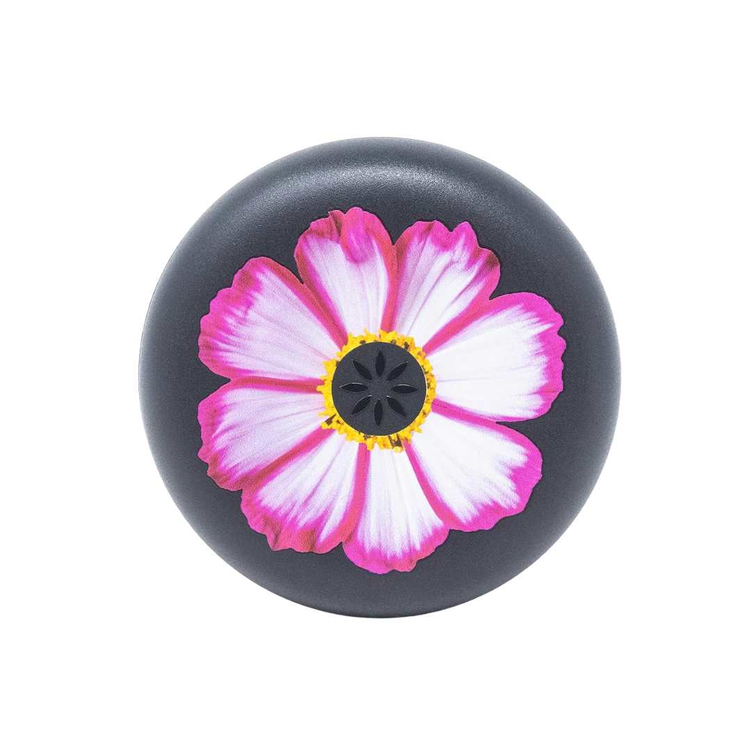 Pink Cosmos