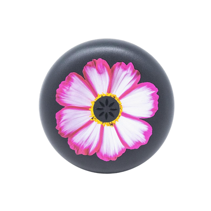 Pink Cosmos