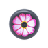 Pink Cosmos