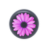Purple Daisy